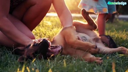 How to keep newborn baby safe while living with pets at home | 4knowledge