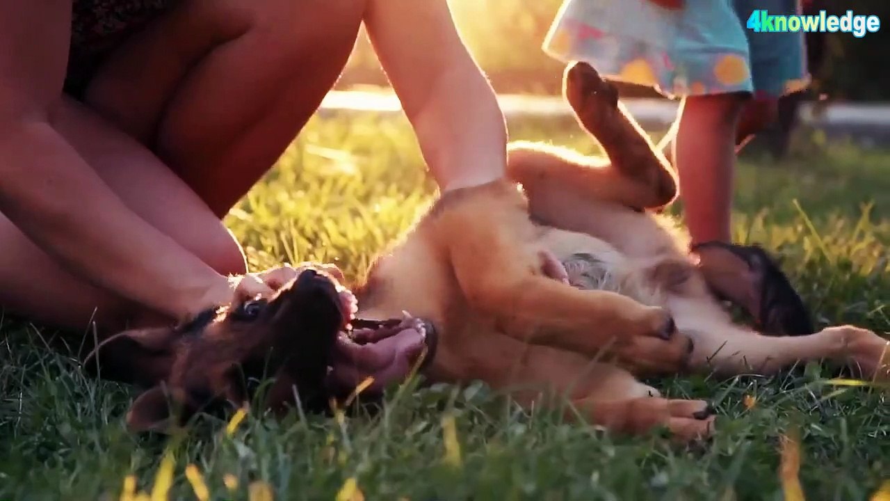 How to keep newborn baby safe while living with pets at home | 4knowledge