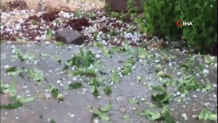 Dolu yağışı meyve ağaçlarını vurdu