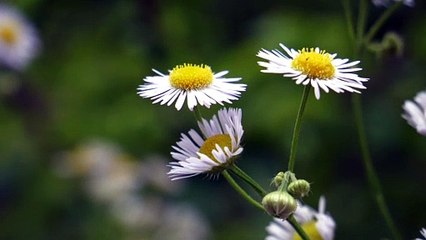 Culturing A Chamomile Flower Plant