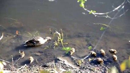 Famille de canards