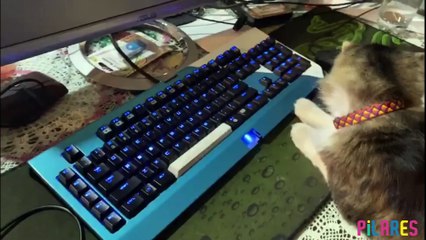 La luz azul y los gatos