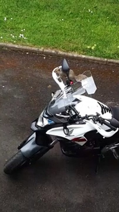 Squirrel Sits on Motorcycle