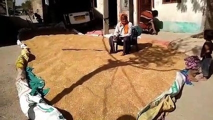 फसल तुलाई के s.m.s. में देरी के कारण गेहूं हो रहे खराब