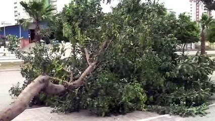 Kuvvetli rüzgarda ağaçlar devrildi, elektrik direkleri yan yattı - ADANA