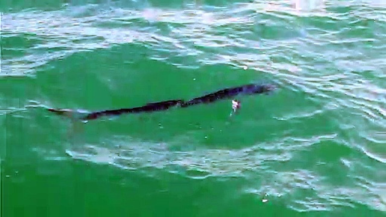 LE CAP D'AGDE - Un espadon de plus de 2 mètres observé à 200 mètres du rivage
