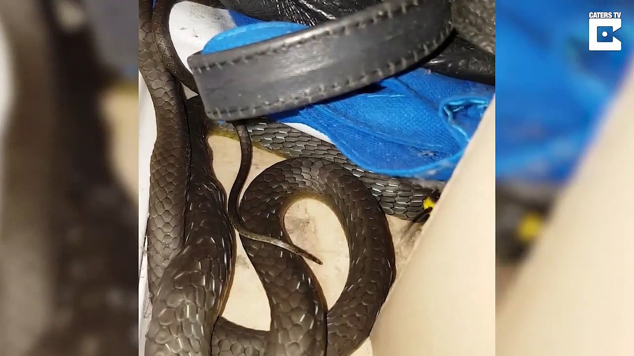 Regardez où se cachait ce serpent : dans le tiroir à ceintures...