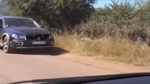 Un léopard termine sa chasse entre les voitures