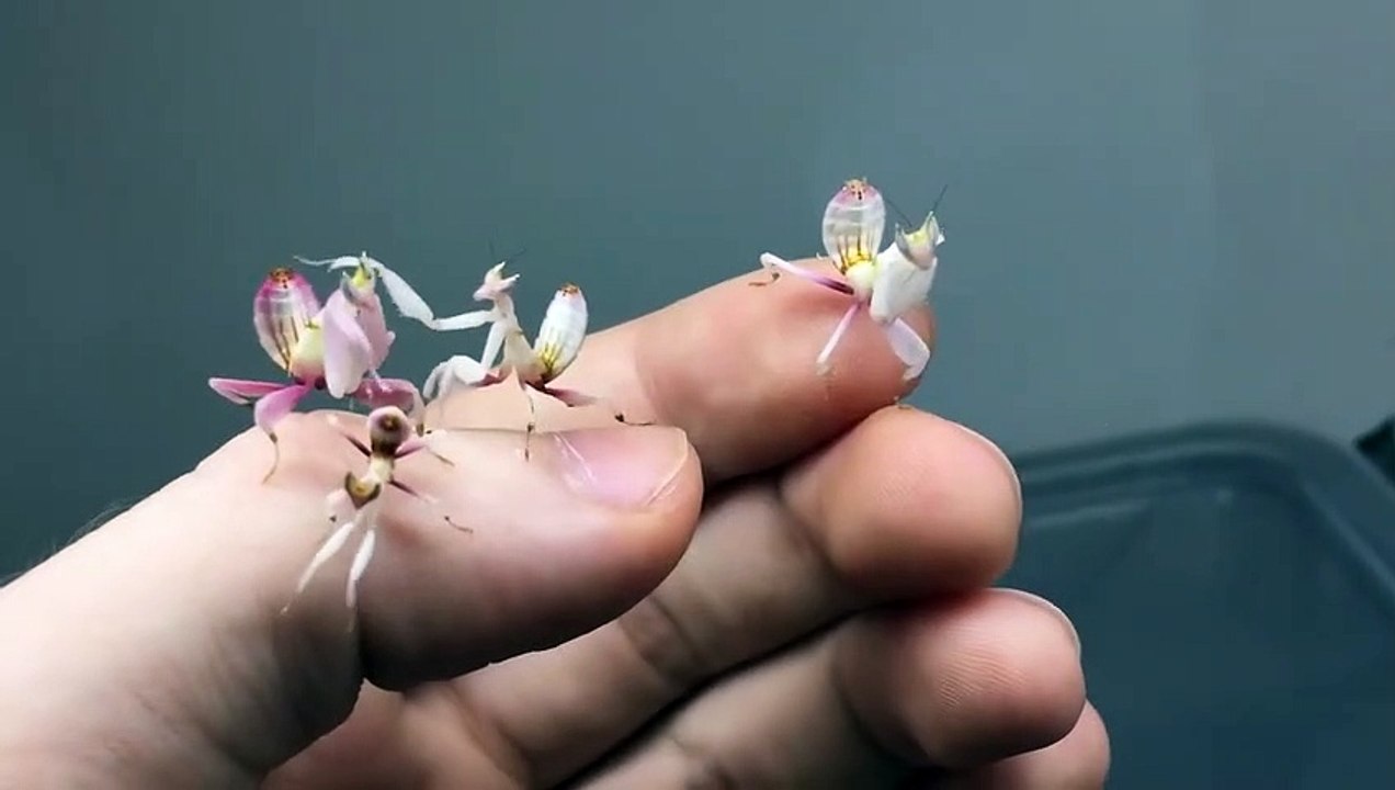Ces bébés mantes religieuses sont plus belles que des fleurs
