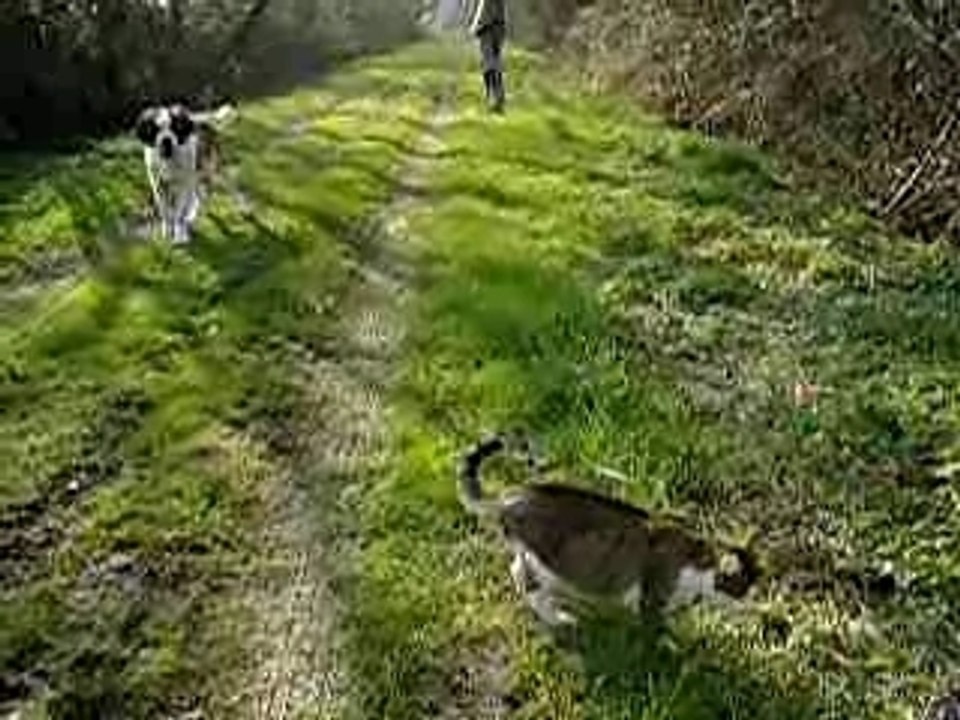 promenade Bretonne avec le chat !