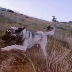 AGIR CEKiMDE ANADOLU COBAN KOPEGi - SLOW MOTiON ANATOLiAN SHEPHERD DOG