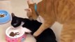 Funny Cats and Kittens cats fighting
