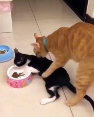 Funny Cats and Kittens cats fighting