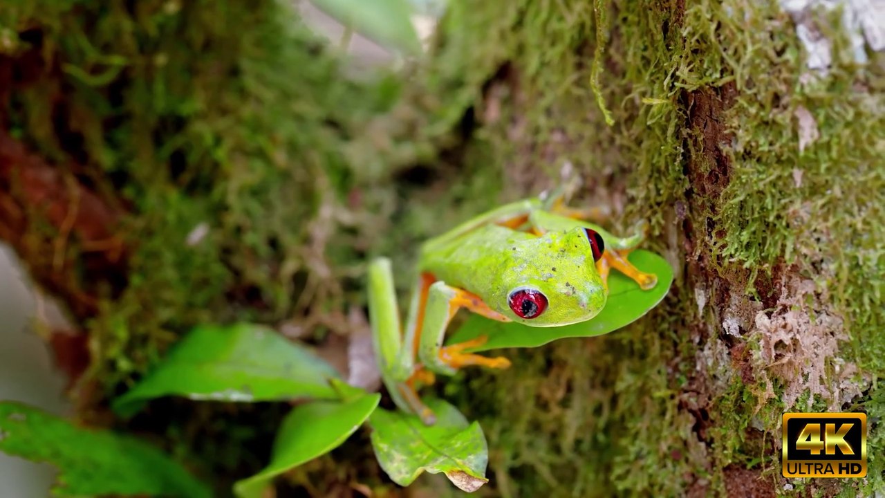 Costa Rica vida silvestre / Costa Rica wildlife