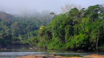 السفر في غابات الأمازون