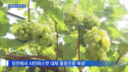 "로열티 없어요"…샤인머스켓 대체작물로 '인기'
