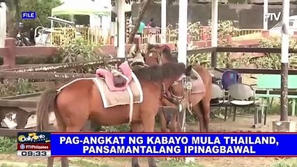 Pag-angkat ng kabayo mula Thailand, pansamantalang ipinagbawal