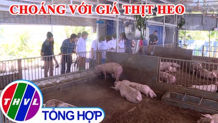 Giá heo hơi vẫn tăng khó kiểm soát