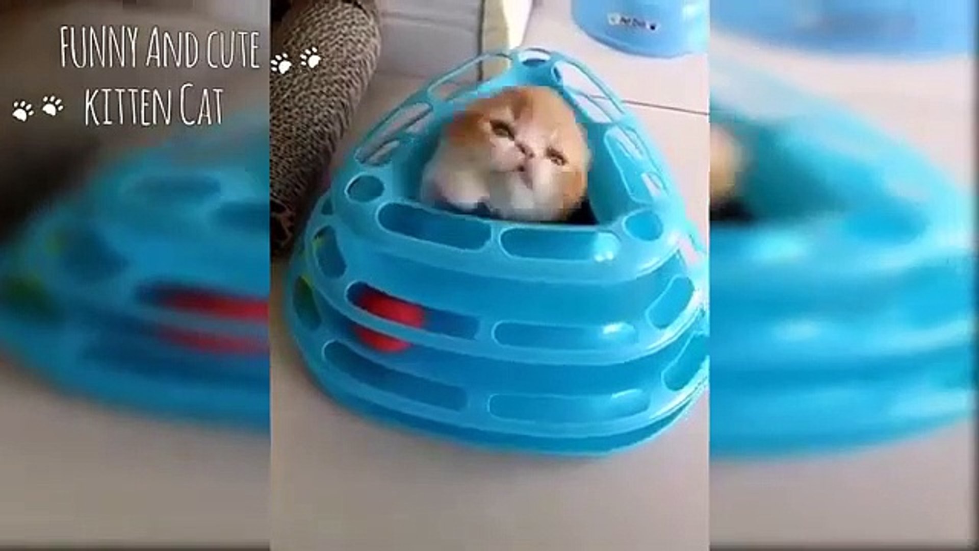 ⁣cute dogs and cats Cute dogs and cats