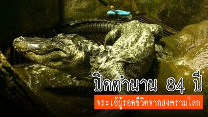 ปิดตำนาน ! จระเข้ผู้รอดชีวิตจากสงครามโลกครั้งที่ 2 ที่ถูกลือเป็นสัตว์เลี้ยงฮิตเลอร์