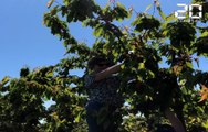 Déconfinement: La cueillette de fruits et légumes a repris en Bretagne