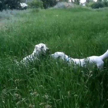 ALABAY COBAN KOPEGi YAVRULARI SABAH YURUYUSU - ALABAi SHEPHERD DOG PUPPEiES WALK MORNiNG