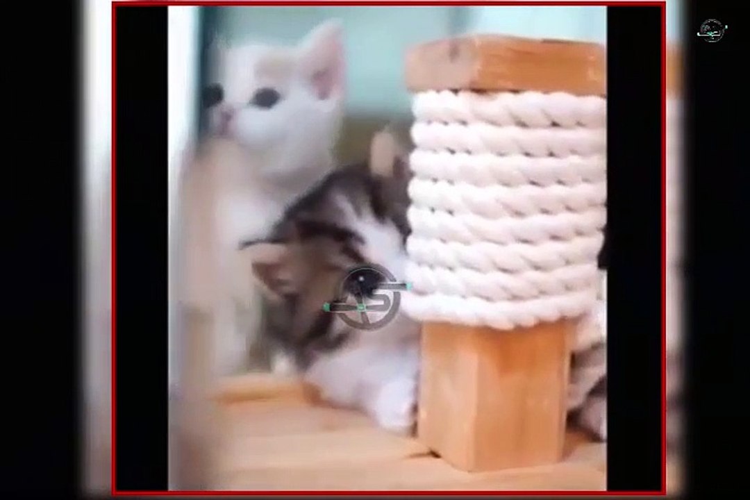 #1 cat amazing fun videos