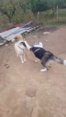 KAFKAS COBAN KOPPEKLERiNiN SEViMLi OYUNLARI - CAUCASiAN SHEPHERD DOGS PLAY GAME CUTE