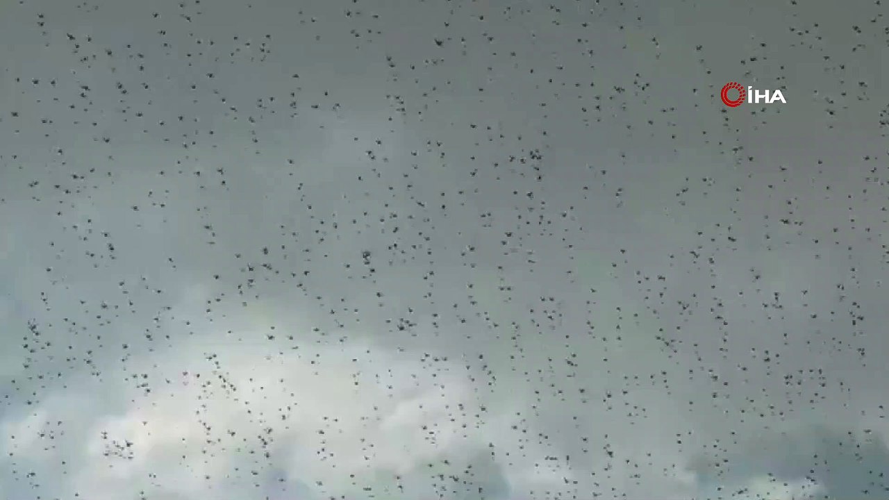 - Çekirge sürüleri Dubai'yi istila etti