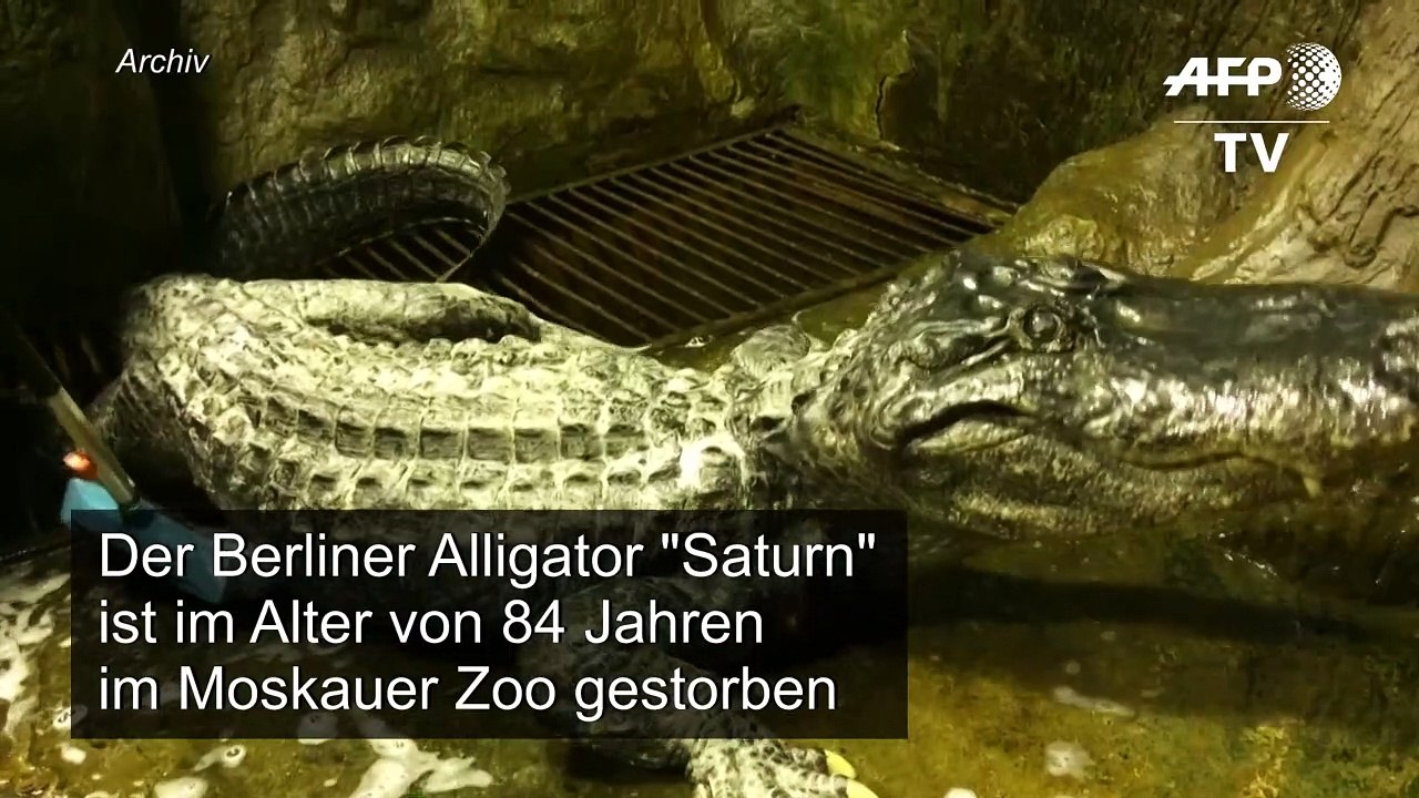 Berliner Alligator stirbt 84-jährig in Moskauer Zoo