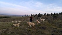 TURKiYENiN DUNYADAKi GURURU AKBAS COBAN KOPEKLERi - ANATOLiAN SHEPHERD AKBASH DOG