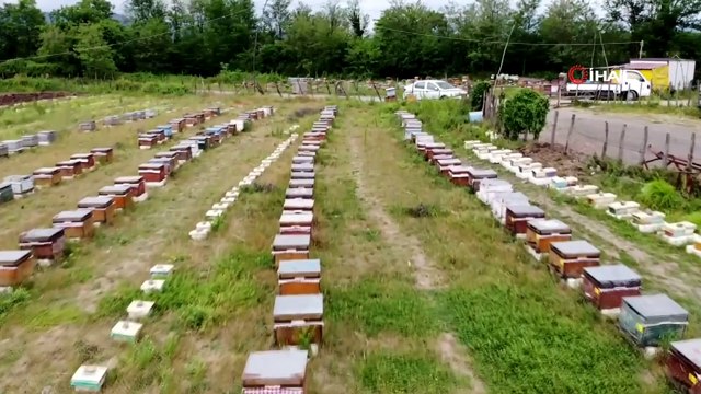 Arı Sütü Gram ile Satılıyor, Kilosu: 8 Bin TL