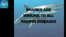 Sharks are immune to all the known diseases including cancer, Myth or Truth