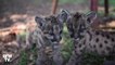 Deux bébés pumas, appelés Pandémie et Quarantaine, ont été présentés dans un zoo mexicain