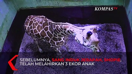 Kelahiran Bayi Jerapah di Bali yang Bernama Corona