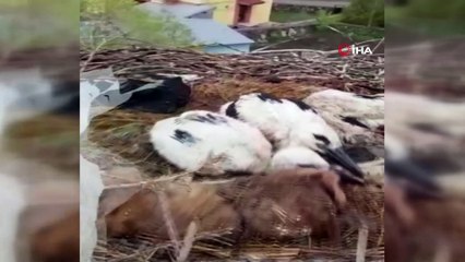 Leylek yuvasında çıkan yangını söndürmek için seferber oldular