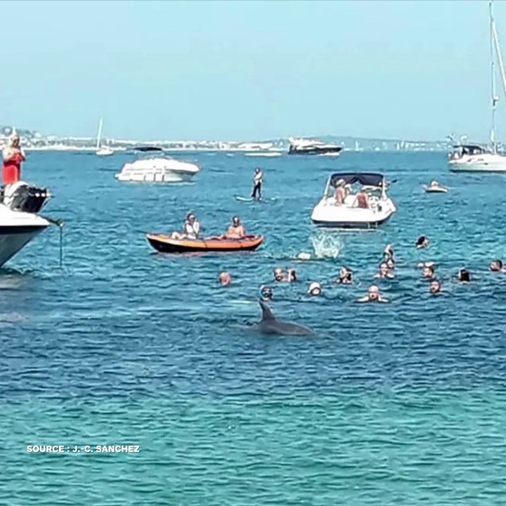 Un dauphin passe plusieurs minutes au milieu des baigneurs et des bateaux