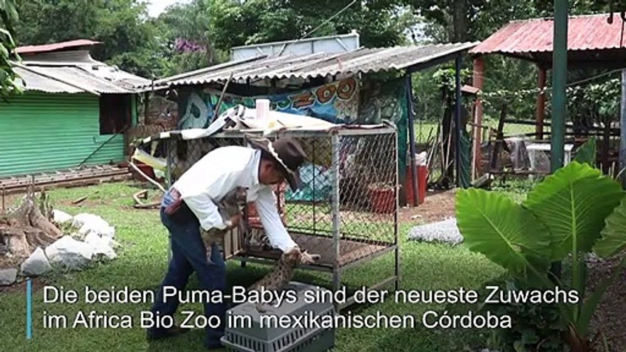 Zwei Puma-Babys namens 'Pandemie' und 'Quarantäne'