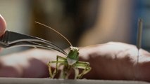 Russian artist creates masks to ‘protect’ insects from coronavirus