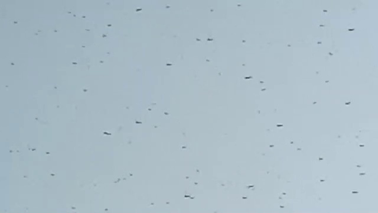 Tiddy attack in Jaipur Rajasthan