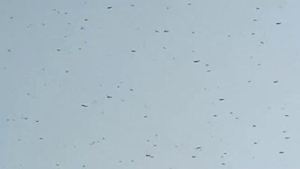 Tiddy attack in Jaipur Rajasthan