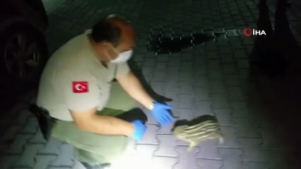 Annesi telef edilen yavru domuz sütle beslenecek