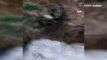 Sivas'ta şaşkınlık yaratan olay! Su kanalından çıkan kurtları gören gözlerine inanamadı