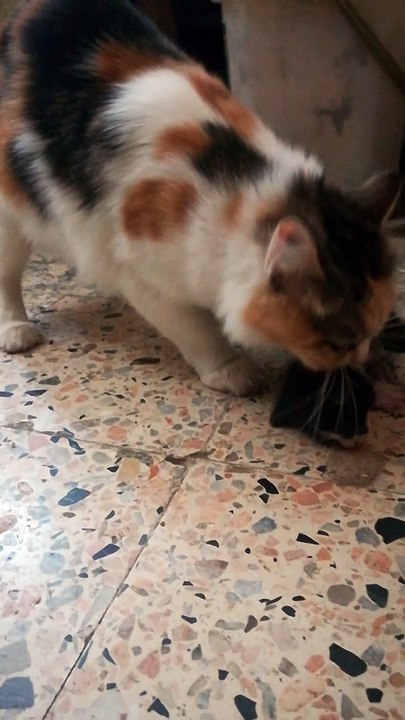 Mummy Moves Her Born Kitty