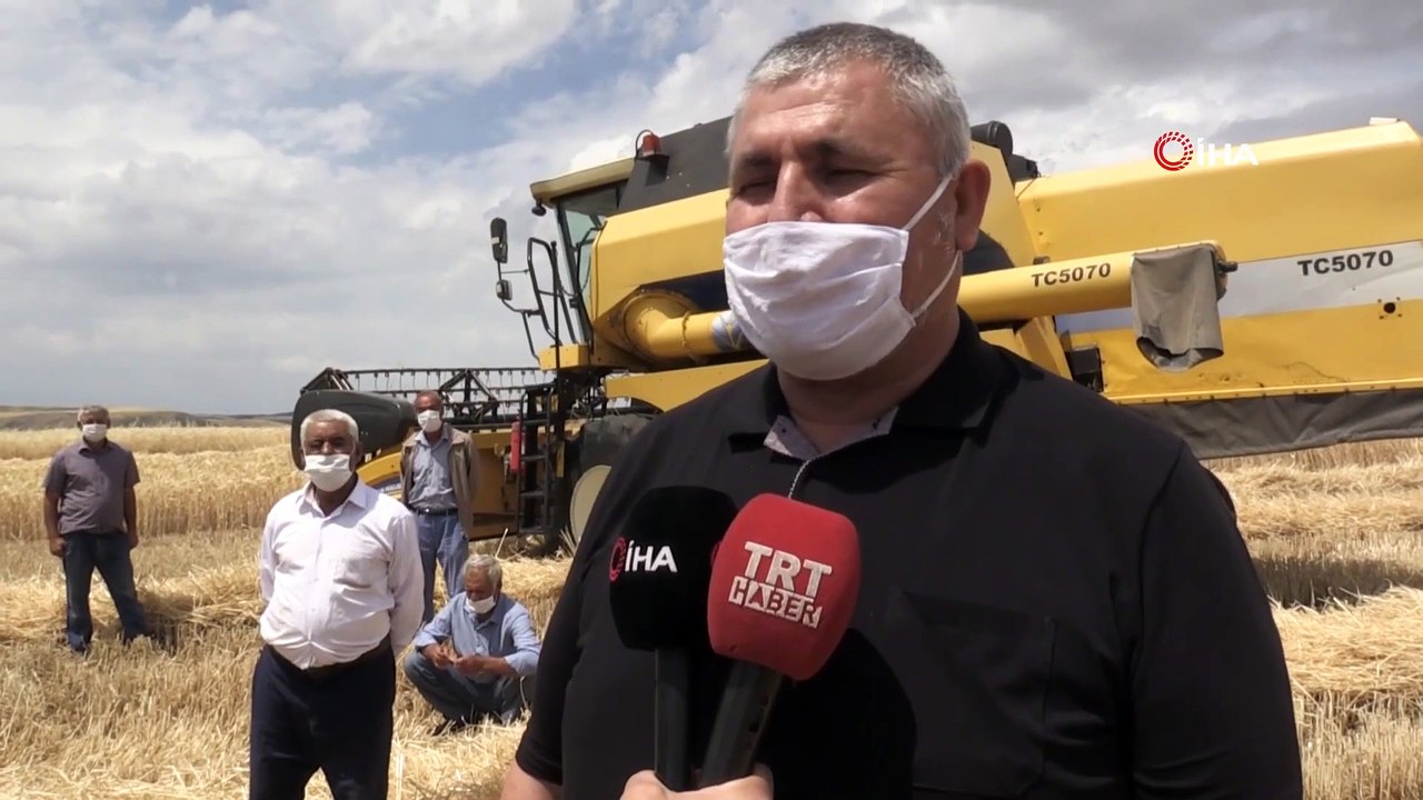 Çiftçiler Yüksek Verimli Hububat Hasadına Başladı