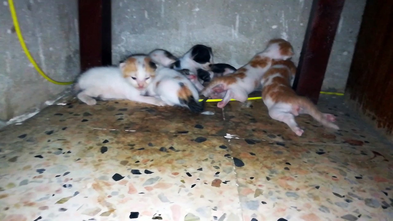 Mother Gave Birth To Six Kitties