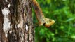 Oriental Garden Lizard | Download No Copyright HD Stock Video Footage | Beautiful Sri Lanka | #02