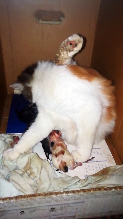 Live Mother Cat Giving Birth
