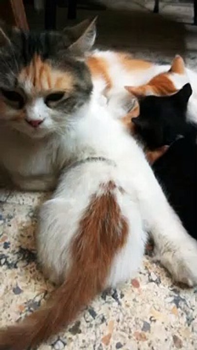 Triplets Milk Feeding On Ground