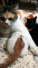 Triplets Milk Feeding On Ground